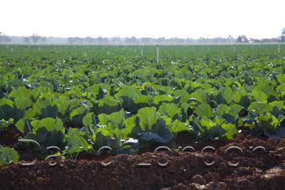 cabbage-vic_025