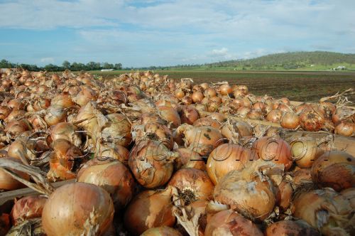 onion harvest22