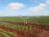 lettuce-irrigation46