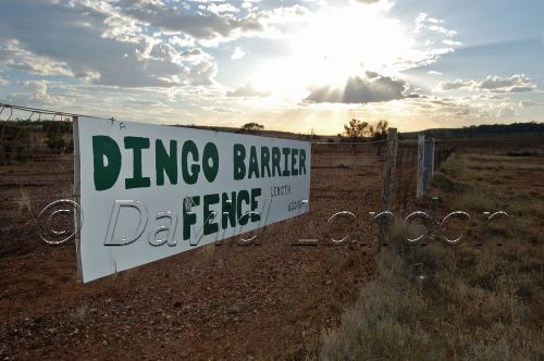 dingo-fence-jimbour