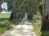 tree lined road03