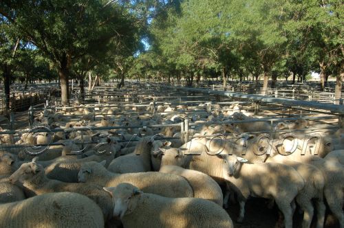 Deni-sheep sale02