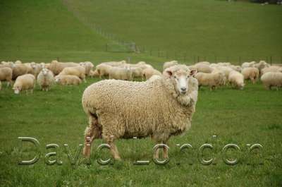 ewes-yarding_38