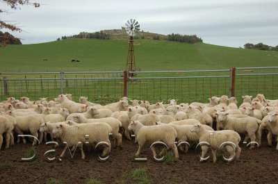 lambs-yarding_06