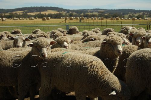 sheep bales09