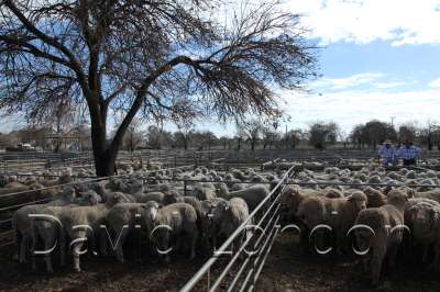 sheepsale-winter_397
