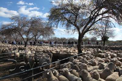 sheepsale-winter_409
