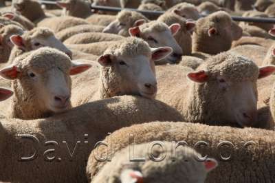 sheepsale-winter_487