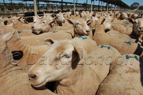 sheep sale34