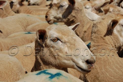 sheep sale35