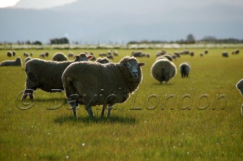 sheep Tas15