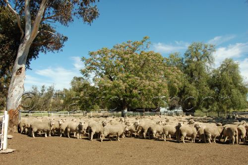 sheep yard13