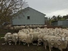ewes-yarding_13