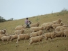sheep-muster19