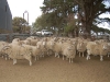 sheep-muster25