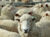 sheep-sale_321