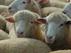 sheep-sale_392