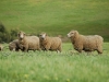 sheep-WA70