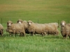 sheep-WA72