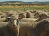 sheep bales06