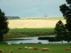 sheep crops11