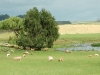 sheep crops13