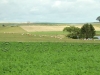 sheep crops23