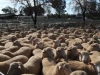 sheepsale-winter_486