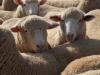 sheepsale-winter_488