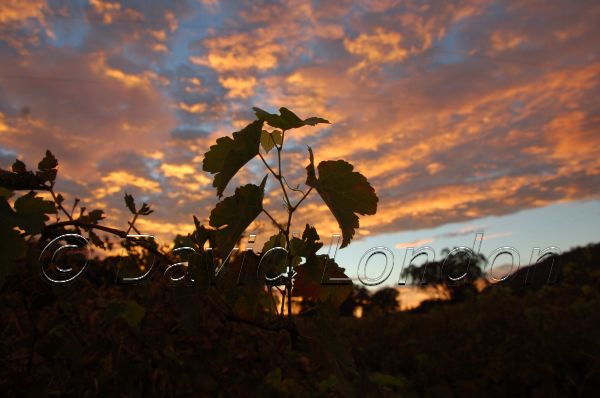 sunrise vineyard28