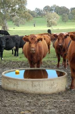 cattle-at-trough10