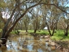 outback-creek86