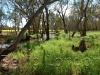 outback-creek88